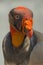 Striking portrait view of a King Vulture