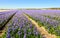 Striking purple flowering hyacinth plants in a Dutch field