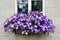 Striking purple flowers suspended at a window