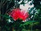 Striking Red Blooming Pohutukawa Flower Or Metrosideros Excelsa