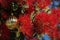 The striking red flowers of New Zealand's native Pohutukawa tree with a Christmas decoration.