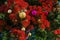 The striking red flowers of New Zealand's native Pohutukawa tree with Christmas decorations.