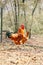 Striking red rooster strutting his stuff in the chicken coop