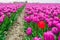 Striking red tulip stands out above the crowd of the common purple tulips