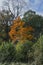 Striking sunlit tree with orange autumn leaves