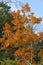 Striking sunlit tree with orange autumn leaves