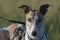 Striking sunset portrait of pet greyhound, face half lit half shadow