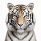 Striking Symmetrical Patterns: White Tiger Portrait In Hyper-realistic Color Photography