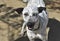 Striking Two Color Eyes on a Cunucu Dog in Aruba