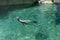 Striking view of a single California sea lion peeking its head up out of the water as it swims in its habitat at the Point