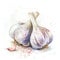 A striking watercolor depiction of garlic bulbs with earth-toned splashes