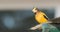 Striking yellow Evening Grosbeak, Coccothraustes vespertinus. Colourful heavyset finch.