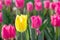Striking yellow flowering tulip differs from the many pink bloom