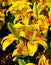 Striking yellow flowers