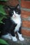 Strikingly beautiful tuxedo kitten posing against a brick wall.