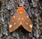 Strikingly colored giant silk moth - Regal Moth Citheronia regalis