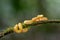 A strikingly colored yellow and white Eyelash Pit Viper, Bothriechis schlegelii, coiled in a tree and vine in Costa Rica,