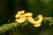 A strikingly colored yellow and white Eyelash Pit Viper, Bothriechis schlegelii, coiled in a tree and vine in Costa Rica,