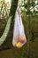 String bag full of apples hanging on a tree in the forest. Eco packaging concept: shopping for groceries with reusable bag. Taking