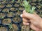 string of bananas plants holding in hand with roots