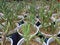 String of bananas succulents propagation in a plant nursery closeup view