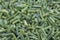 String beans frozen close-up background