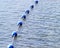 String of blue and white buoys on calm lake waters.  Used as boundary markers to restrict swimming area