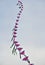 A string of colorful chinese kites before blue sky