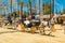 A string of crews, harnessed by light gray Andalusian horses to the Horse Feria Feria de Caballo , Jerez de la Frontera, Andalus