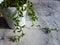 String of dolphin succulent potted plant with marble floor background and copy space