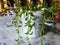 String of dolphins, dolphin plant or Senecio hippogriff in a white decorative pot with beautiful background