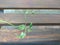 A string of green over a wooden bench