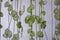 String of Hearts, Rosary Vine Ceropegia woodii, Ceropegia linearis ssp. woodii