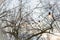 String of light bulbs hanging on leafless trees under cloudy sky