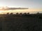 A string of riders on a sunset beach