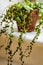 `String of turtles` peperomia prostrata plant on a sunny window sill.