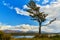 Stringed from the constant wind trees near Ushuaia. Argentine Patagonia in Autumn