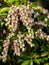 Strings of hanging Japanese andromeda flowers