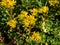 The stringy, gold moss stonecrop and graveyard moss Sedum sarmentosum with multiple branching stems, that form rosettes of