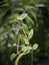 Stringy thin leaves on vine curling towards camera