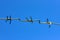 A strip of barbed cold wire on a perishable blue sky. Barbed wire fence. Prohibited zone