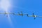 A strip of barbed cold wire in a perishable blue sky. Rays of the sun. Barbed wire fence. Prohibited zone, restriction of freedom.