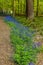 A strip of bluebells beside a path in a wood in Leicestershire