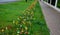 Strip of bulbs blooming in the lawn, replaces perennial flower beds in the street. Cheaper and more effective flowering variant of