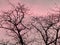 Strip of tree branches silhouette against sunset background of orange and pink sky