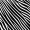 Stripe animal jungle texture zebra vector black white