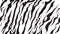 Stripe animals jungle bengal tiger fur texture pattern seamless repeating white black
