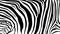 Stripe animals jungle texture zebra vector black white