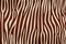 Stripe animals jungle texture zebra vector white repeated seamless brown chocolate