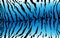 Stripe animals jungle tiger water fur texture pattern blue white and black